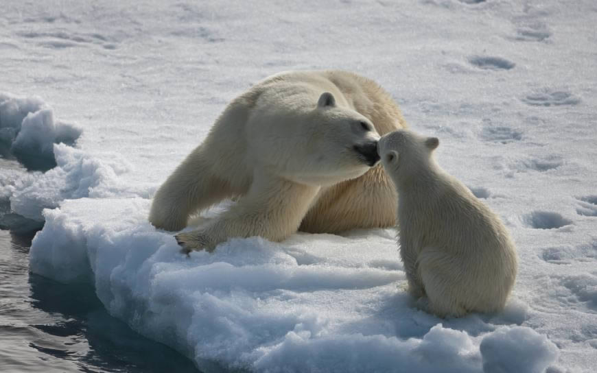 雪地亲昵的母北极熊和小北极熊高清壁纸图片 2560x1600
