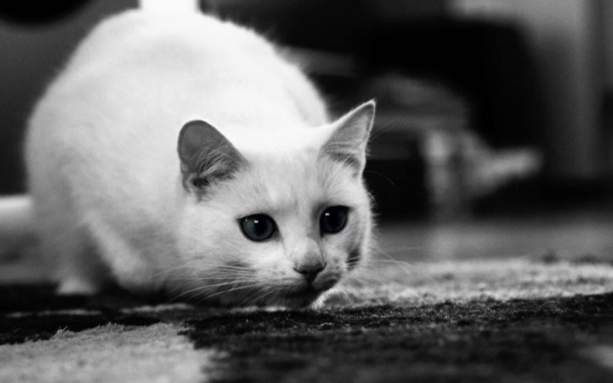 黑白 猫高清壁纸图片 1920x1200