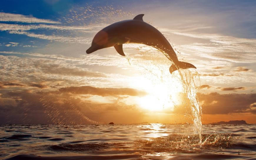 夕阳下跃出海面的海豚高清壁纸图片 2560x1600