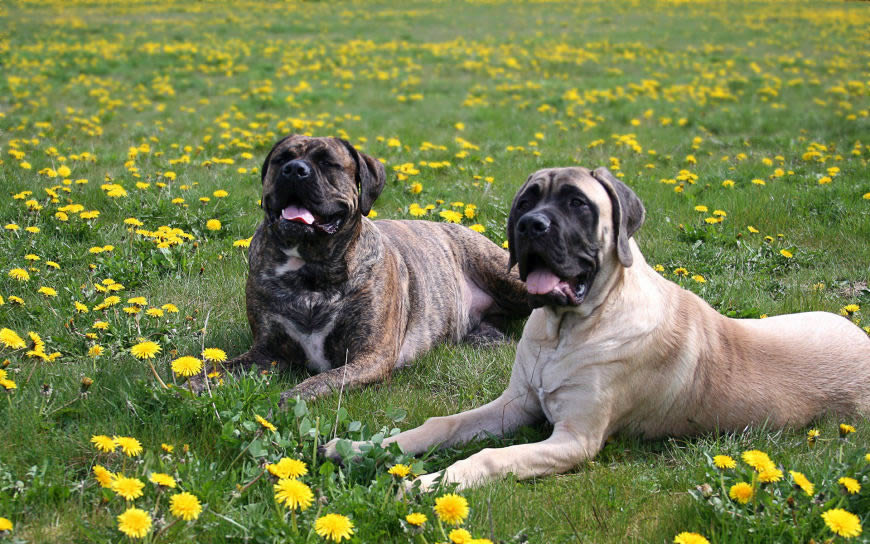 花草地上的两条狗狗高清壁纸图片 1920x1200