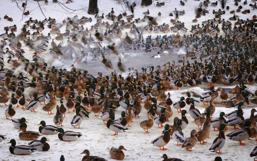 冰天雪地里的鸟群高清壁纸图片 1920x1200