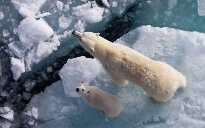 可爱北极熊高清壁纸图片 1920x1200