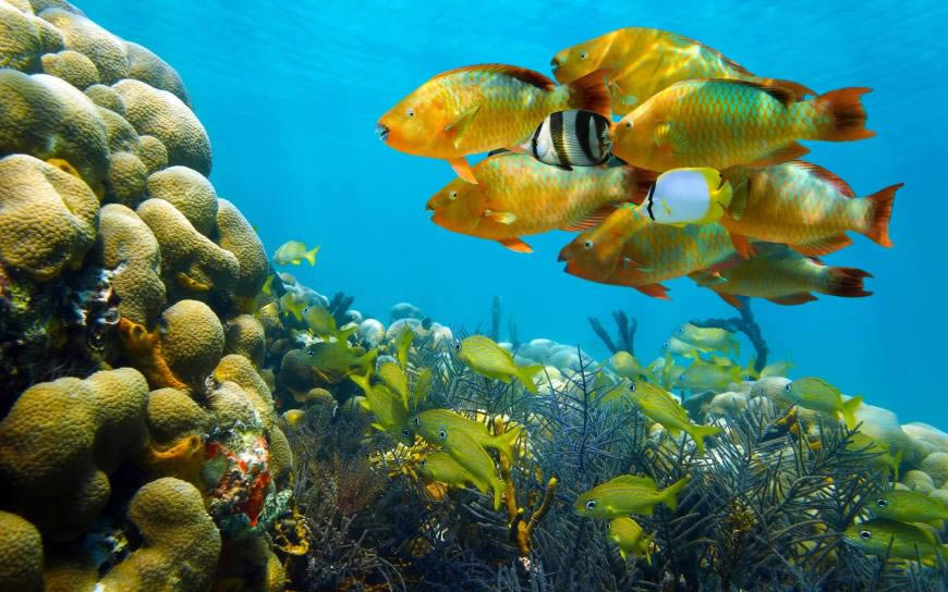 海里五颜六色的热带鱼高清壁纸图片 2560x1600