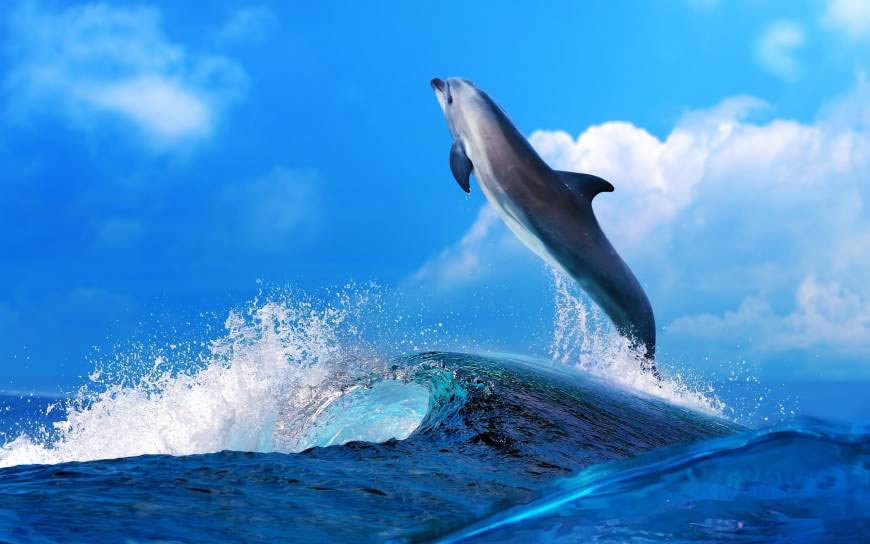 海浪上跳跃的海豚高清壁纸图片 2560x1600