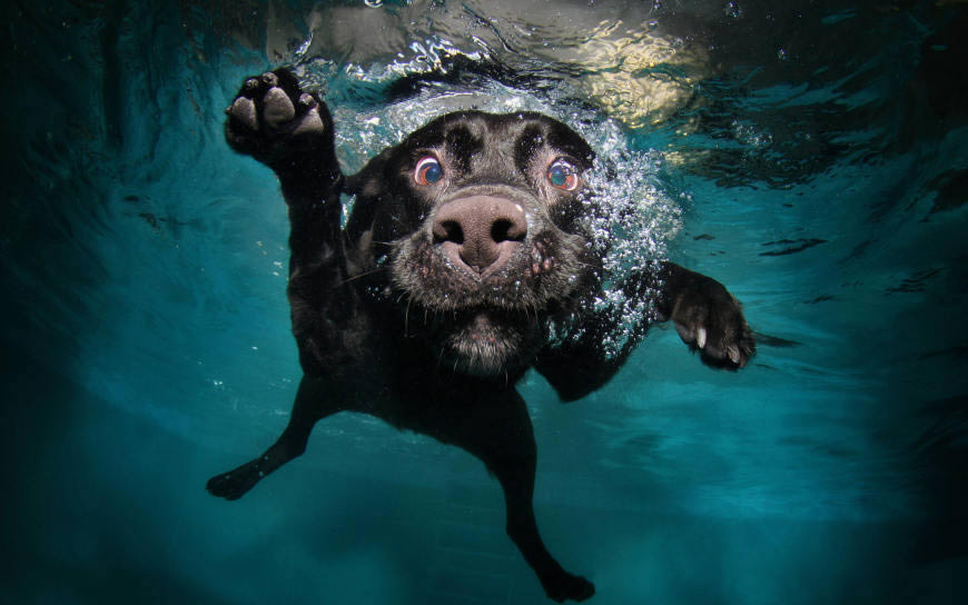 游泳池潜水的狗狗高清壁纸图片 3840x2400