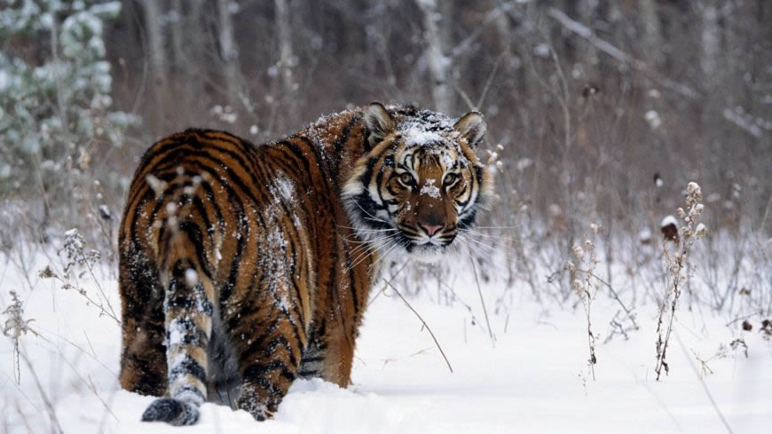 雪地里的老虎高清壁纸图片 1920x1080