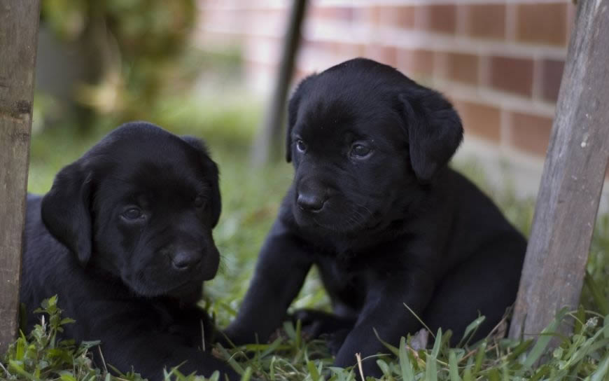 两只可爱的小黑狗狗高清壁纸图片 2560x1600