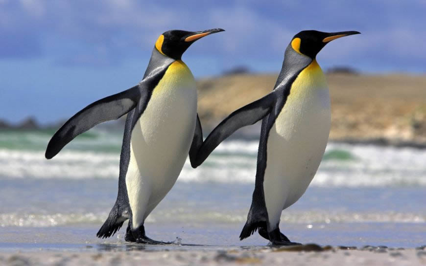 两只企鹅高清壁纸图片 1920x1200