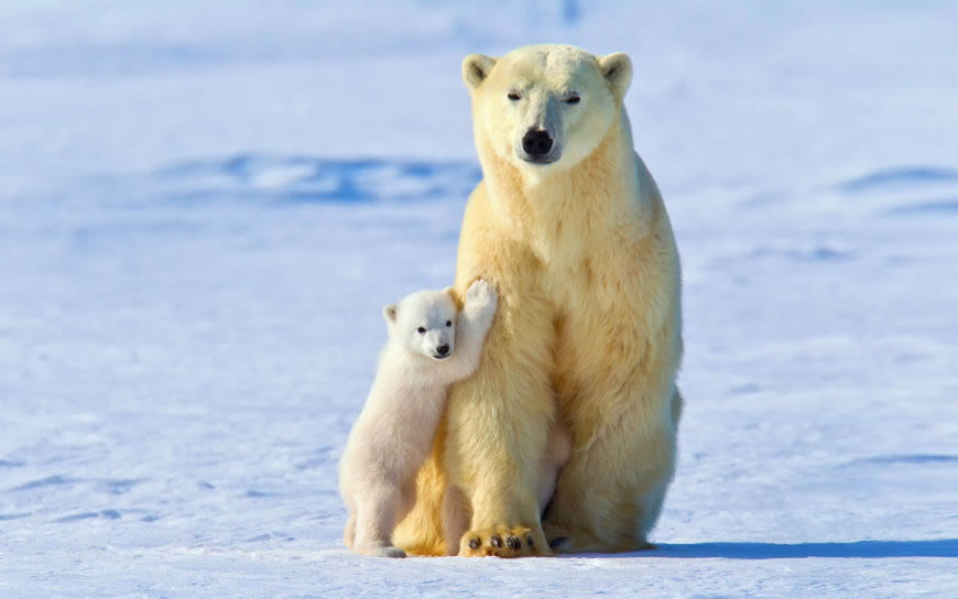 北极熊妈妈和宝宝高清壁纸图片 1920x1200