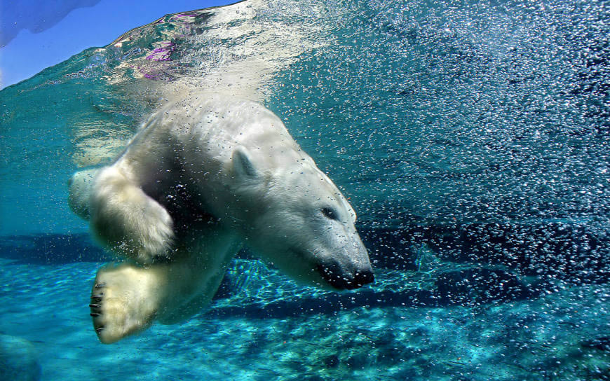 北极熊水中捕食高清壁纸图片 1920x1200