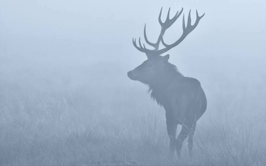 雾中的鹿高清壁纸图片 1920x1200