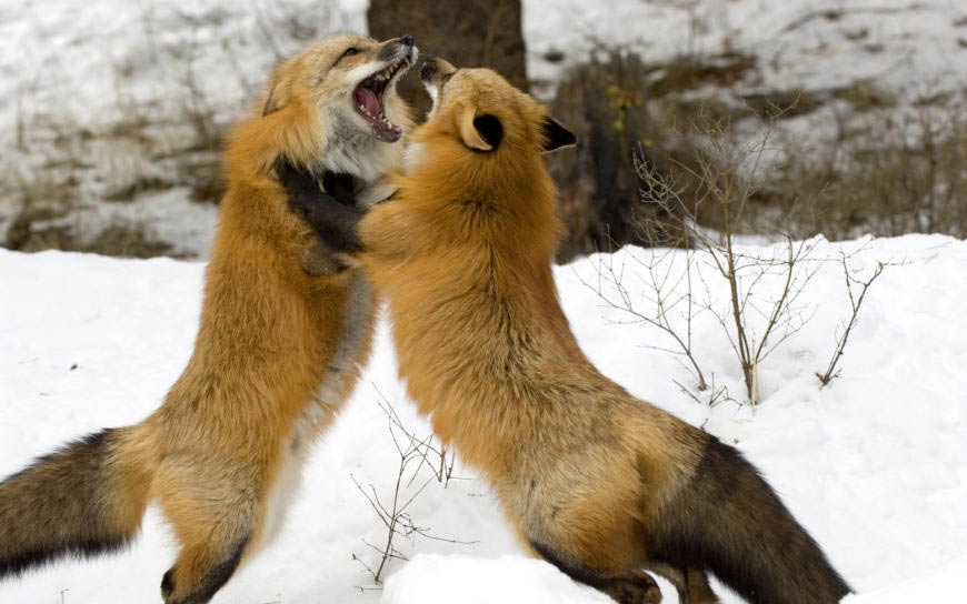 雪地上争斗的狐狸高清壁纸图片 1920x1200