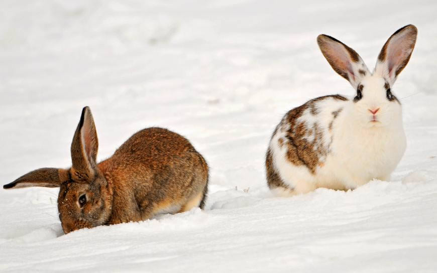 雪地里的两只兔子高清壁纸图片 2560x1600