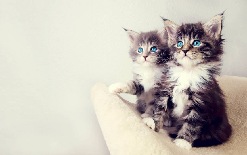 两只可爱的小猫高清壁纸图片 2560x1600