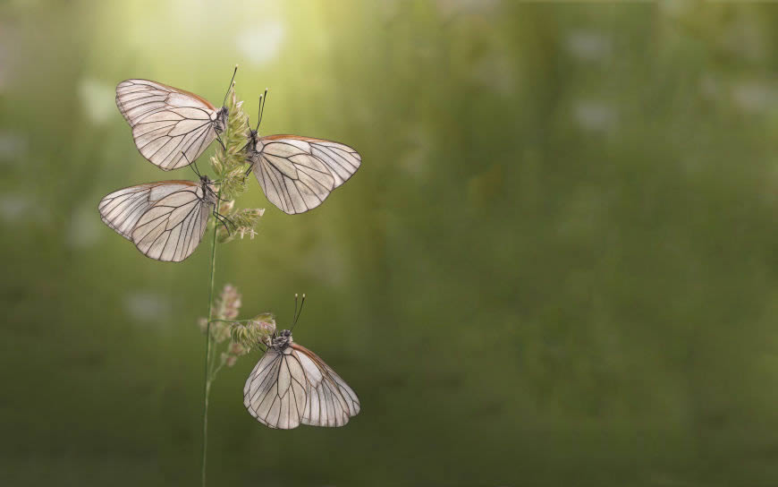 清新野草上的蝴蝶高清壁纸图片 1920x1200