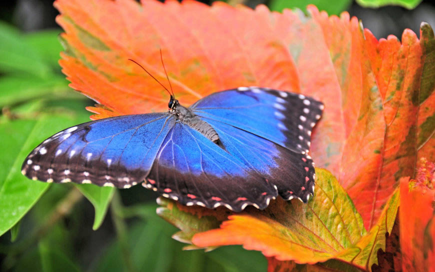 树叶上的蓝蝴蝶高清壁纸图片 2880x1800