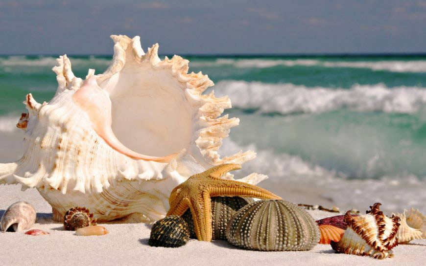 海滩上的贝壳和海螺高清壁纸图片 1920x1200