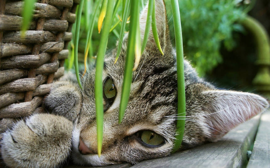 猫高清壁纸图片 1920x1200
