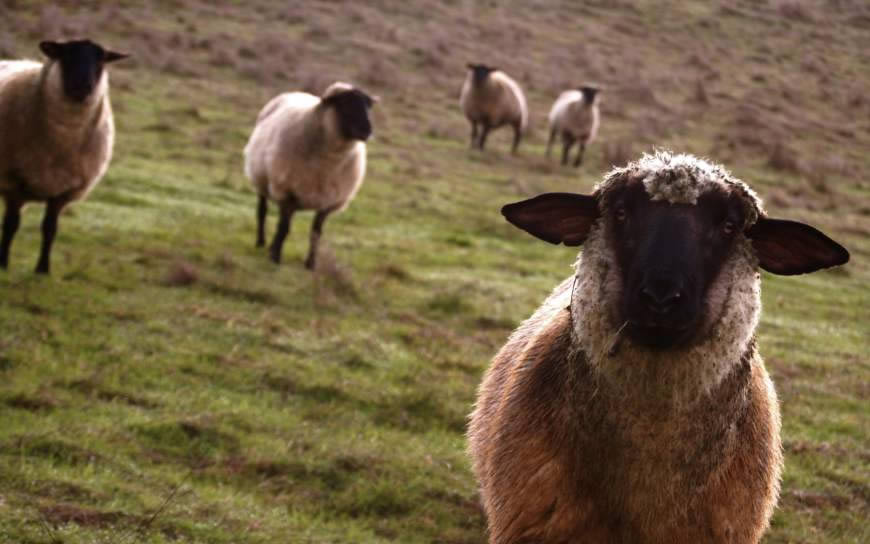草原上的可爱绵羊高清壁纸图片 2560x1600