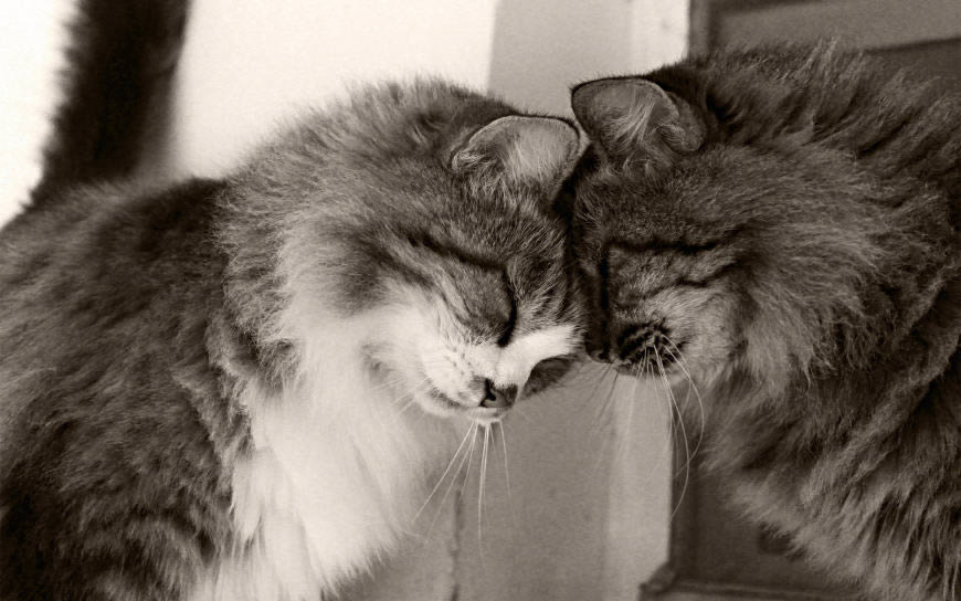两只可爱的猫高清壁纸图片 1920x1200