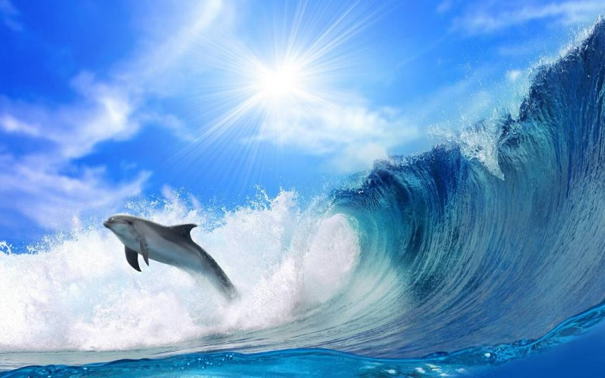 跳跃畅泳的海豚高清壁纸图片 2560x1600
