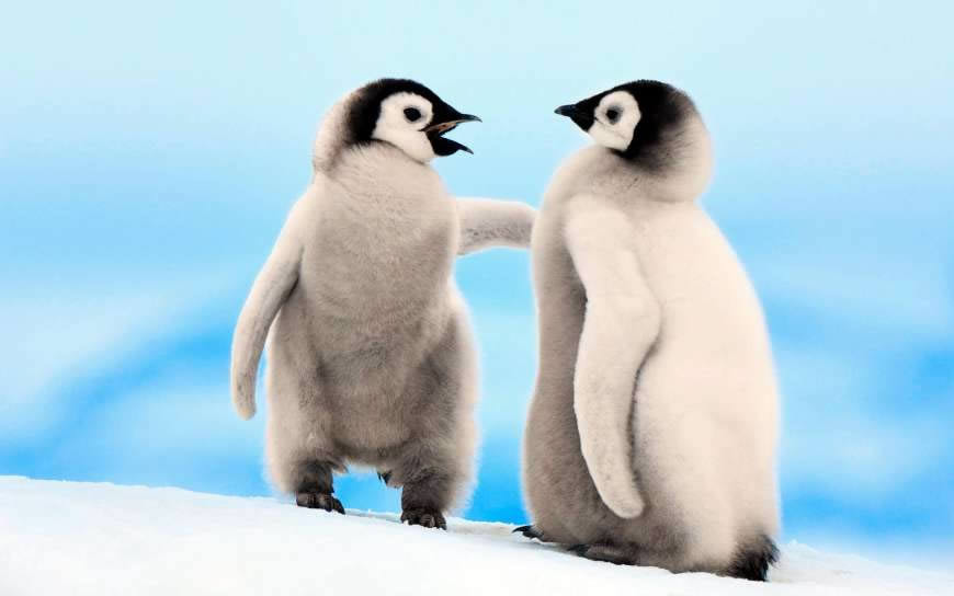 两只小企鹅高清壁纸图片 1920x1200