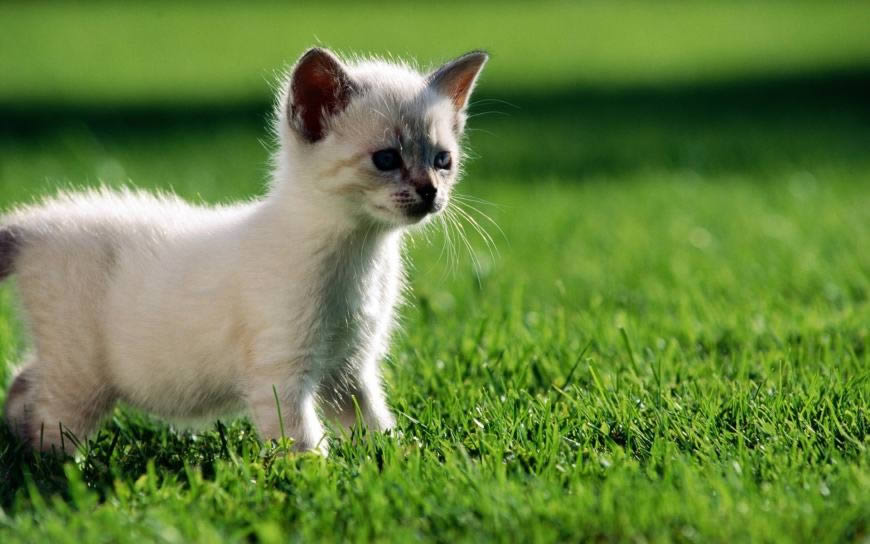 草地上的小猫咪高清壁纸图片 1920x1200