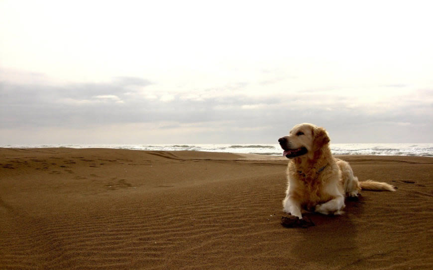 海滩上的金毛犬高清壁纸图片 1920x1200