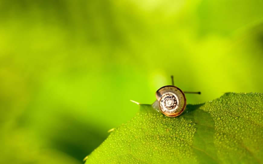 绿叶上的蜗牛高清壁纸图片 2560x1600