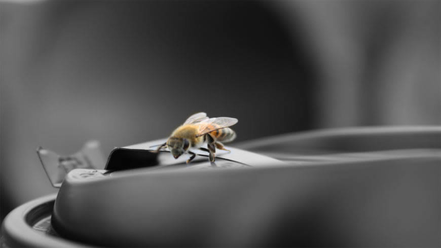一只小蜜蜂高清壁纸图片 1920x1080