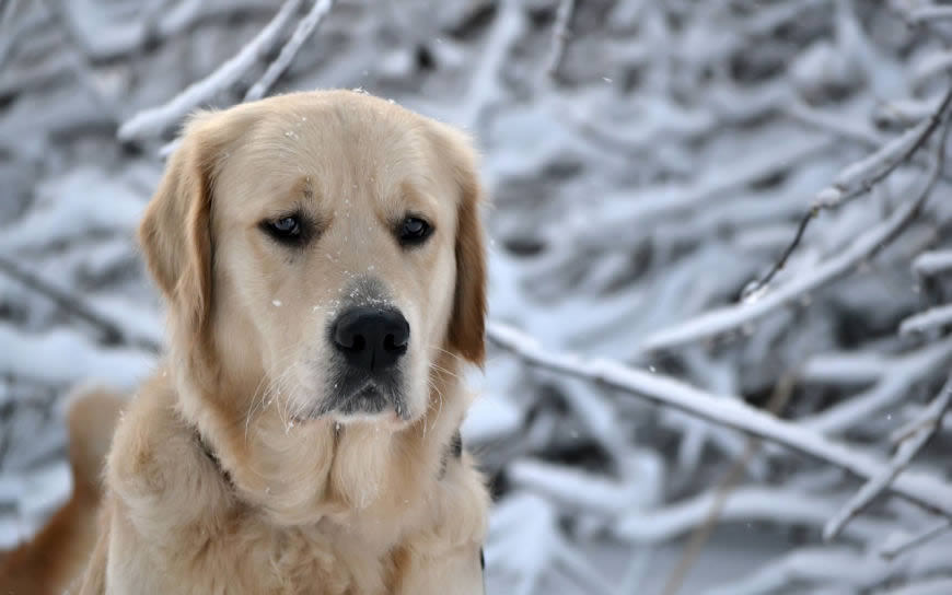 雪中的狗狗高清壁纸图片 2560x1600