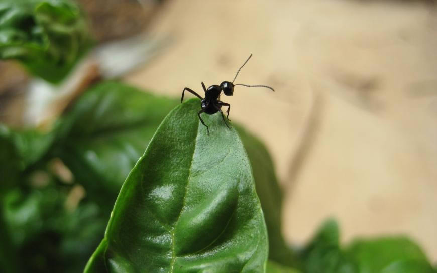 绿叶上的黑蚂蚁高清壁纸图片 1920x1200