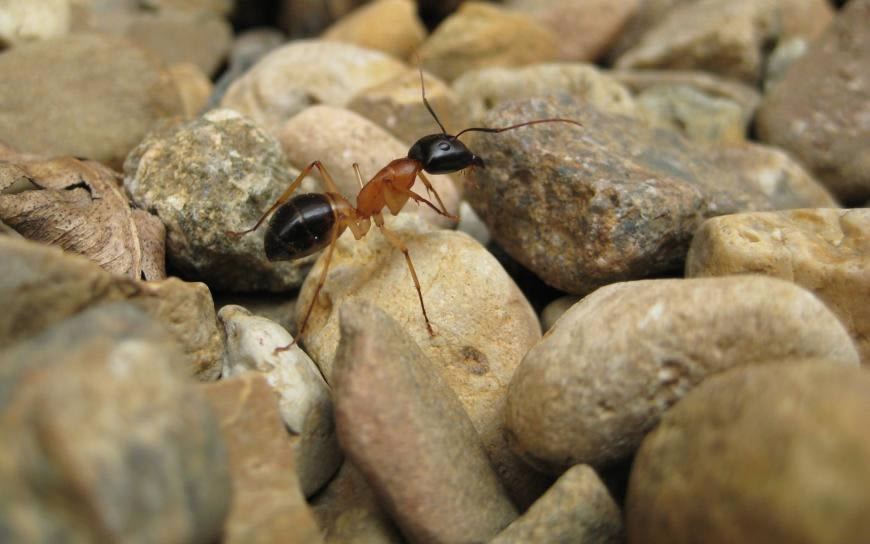 石头上爬行的蚂蚁微距高清壁纸图片 1920x1200