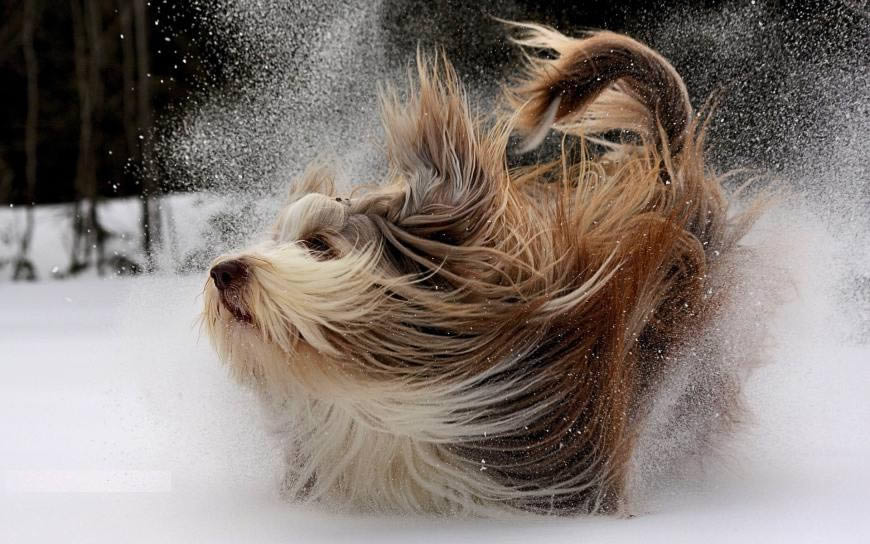 雪地玩耍的狗狗高清壁纸图片 1920x1200