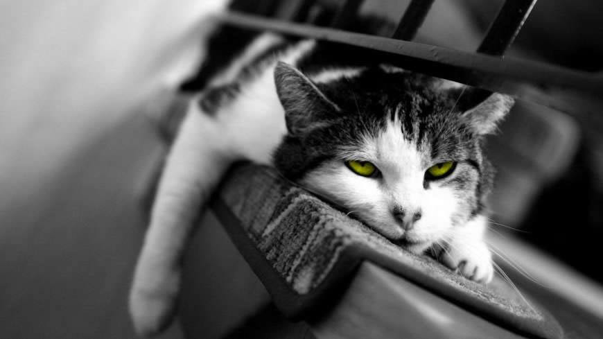 猫咪高清壁纸图片 1920x1080