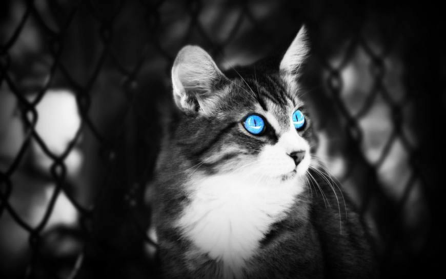 蓝眼睛黑猫咪高清壁纸图片 2560x1600