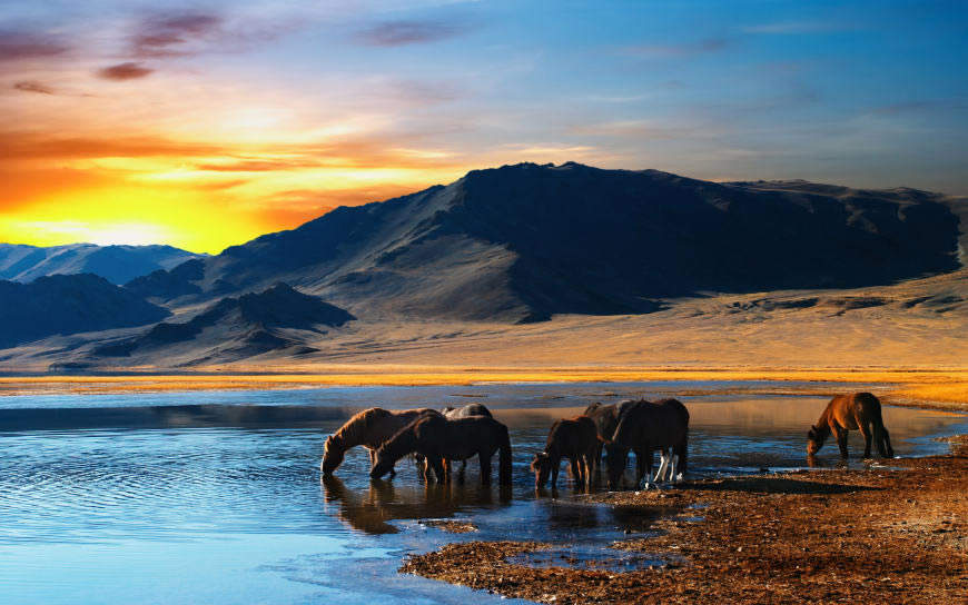 湖边喝水的马群唯美景象高清壁纸图片 2560x1600