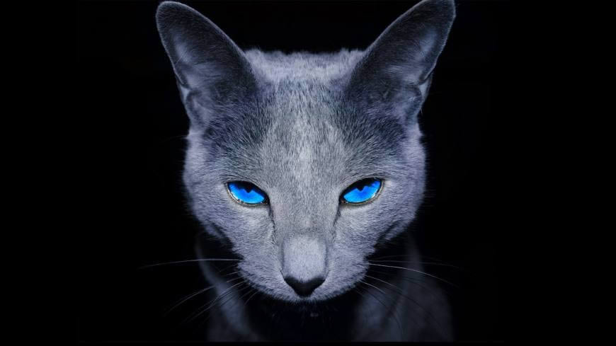 蓝眼睛猫咪高清壁纸图片 1920x1080