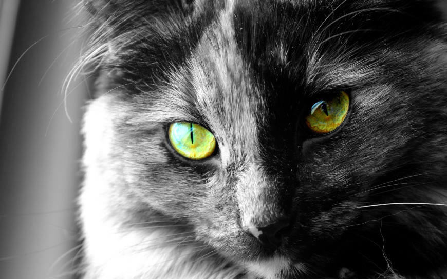 宠物猫高清壁纸图片 2560x1600