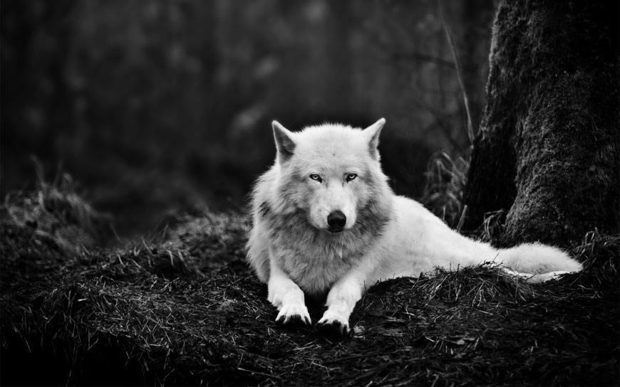 森林里的白狼高清壁纸图片 1680x1050