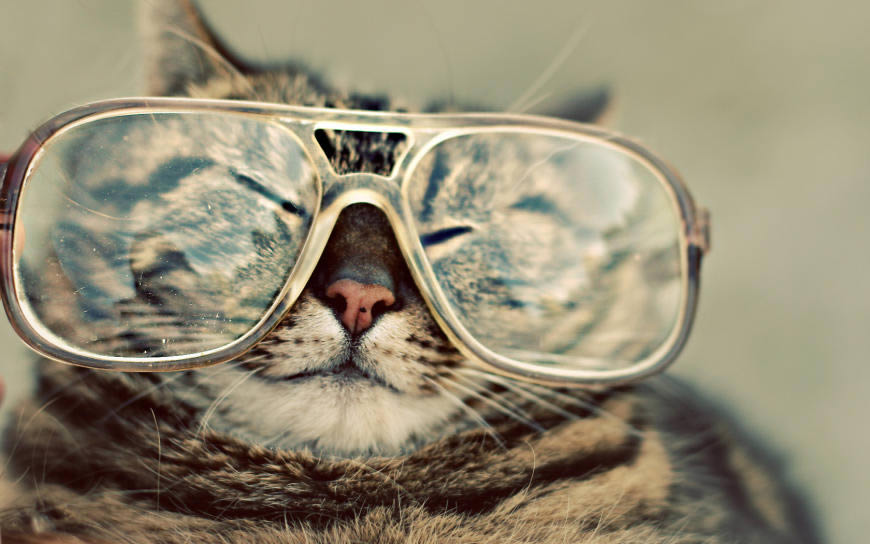 戴眼镜的猫咪高清壁纸图片 1680x1050