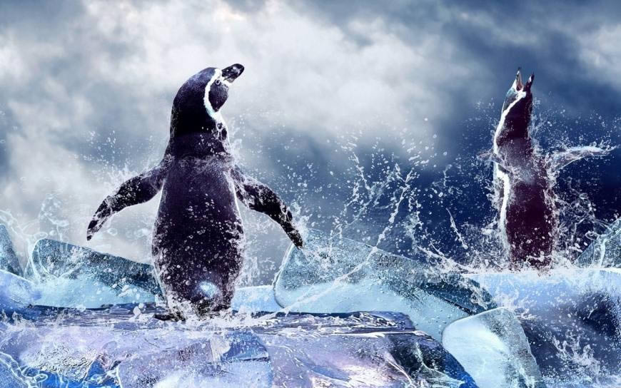 企鹅戏水高清壁纸图片 1920x1200