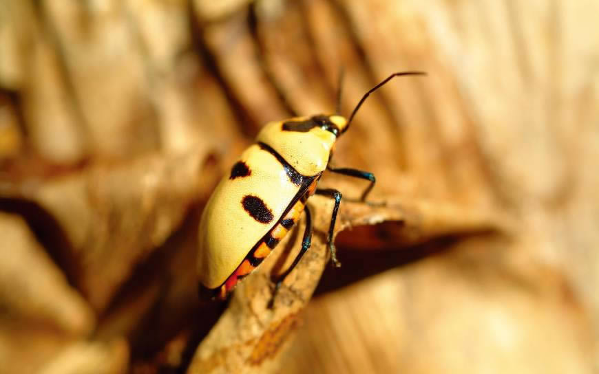 黄色小甲虫高清壁纸图片 2560x1600