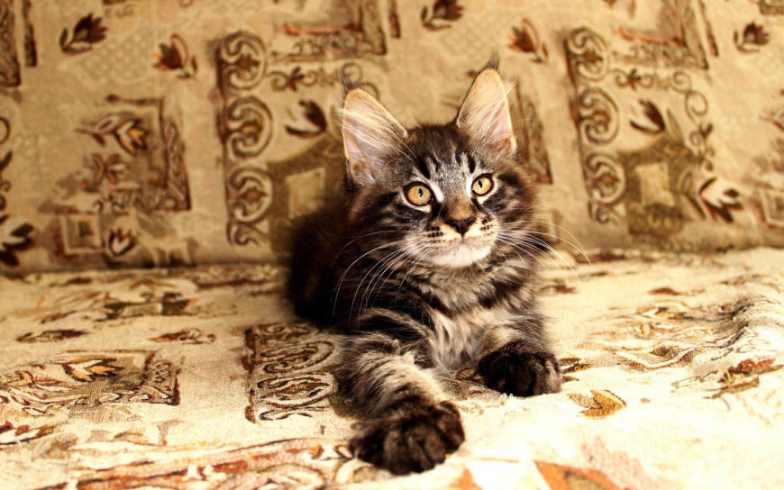 小猫咪高清壁纸图片 1680x1050