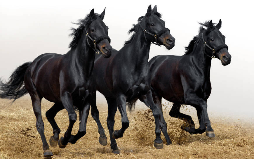 三匹奔腾的黑马高清壁纸图片 2560x1600