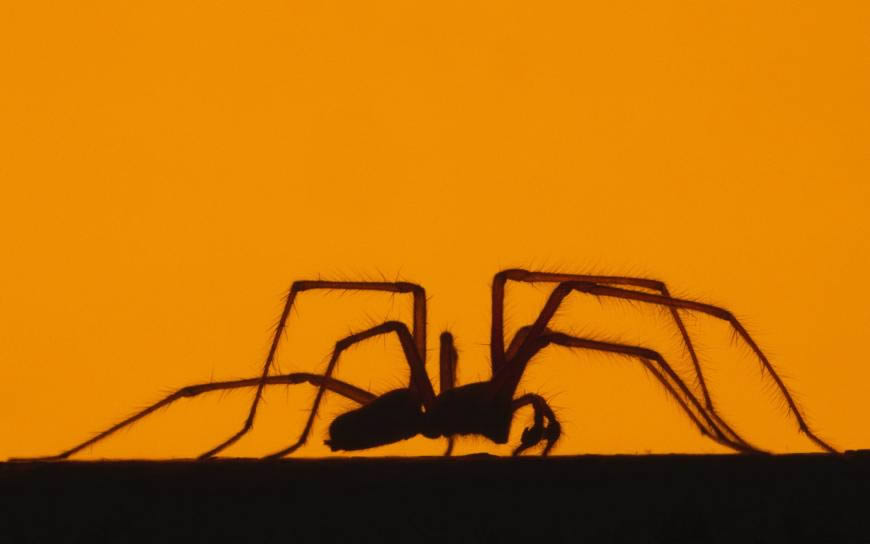 蜘蛛剪影高清壁纸图片 1920x1200