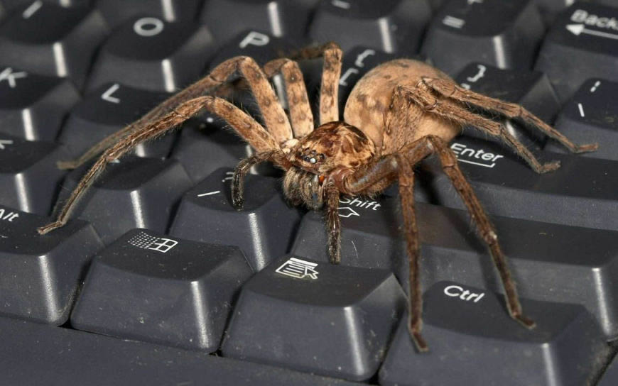 键盘上的蜘蛛高清壁纸图片 1920x1200