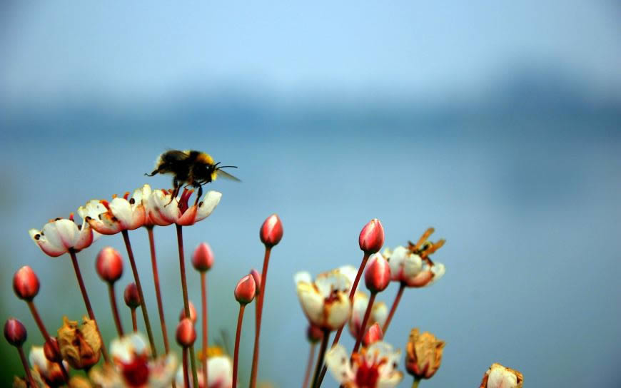 花卉上的蜜蜂高清壁纸图片 2560x1600