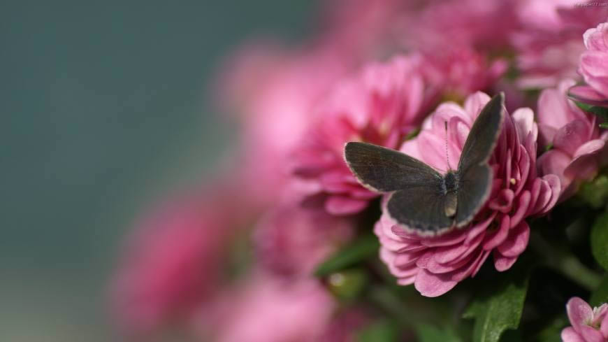 花朵上的蝴蝶高清壁纸图片 1920x1080