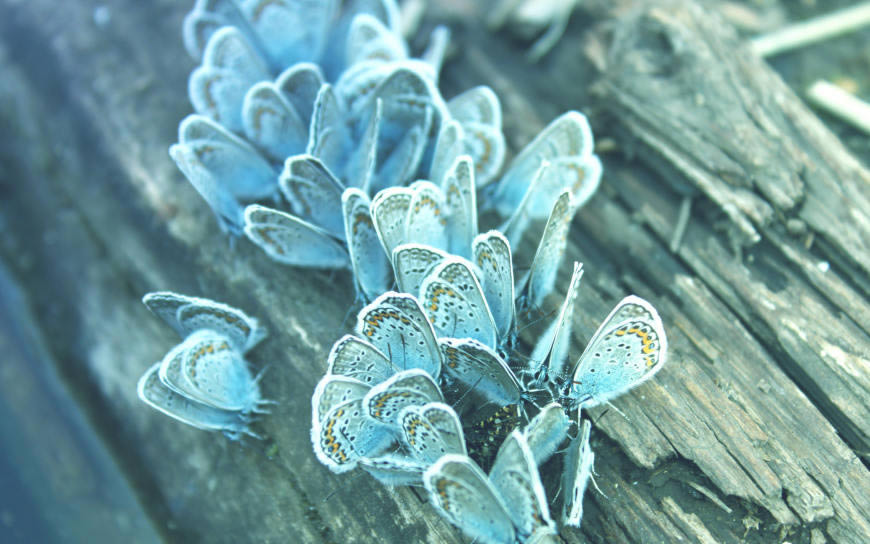 漂亮的蓝蝴蝶高清壁纸图片 2560x1600